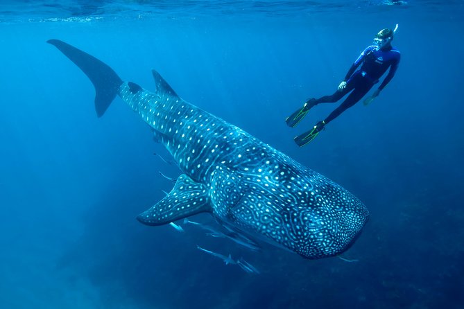 Swimming with Whale Sharks 20 BEST Things to do in Isla Mujeres and Playa Norte