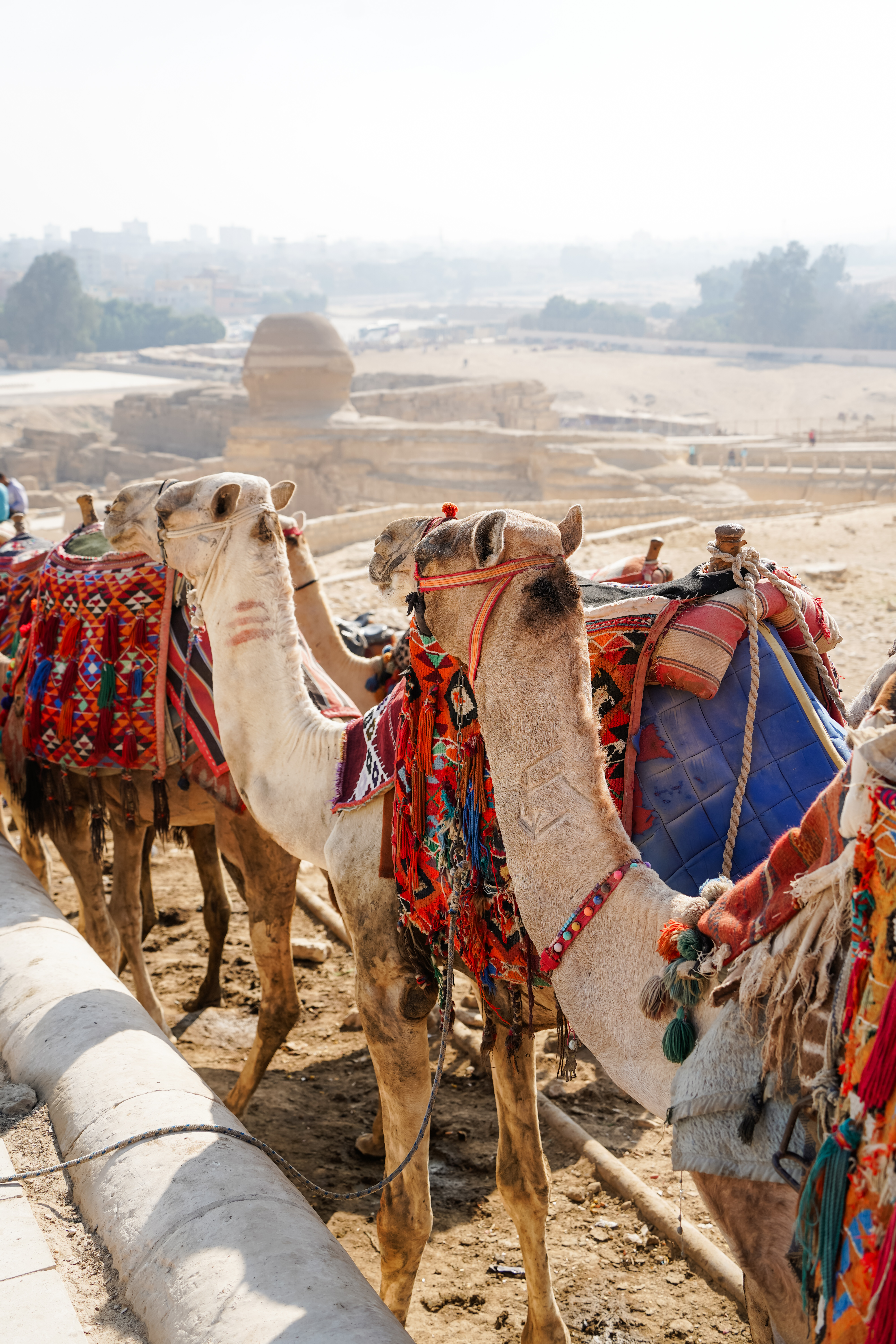 Camels at The Pyramids of Giza Blog Egypt Itinerary 7 Days of Iconic Ancient Wonders
