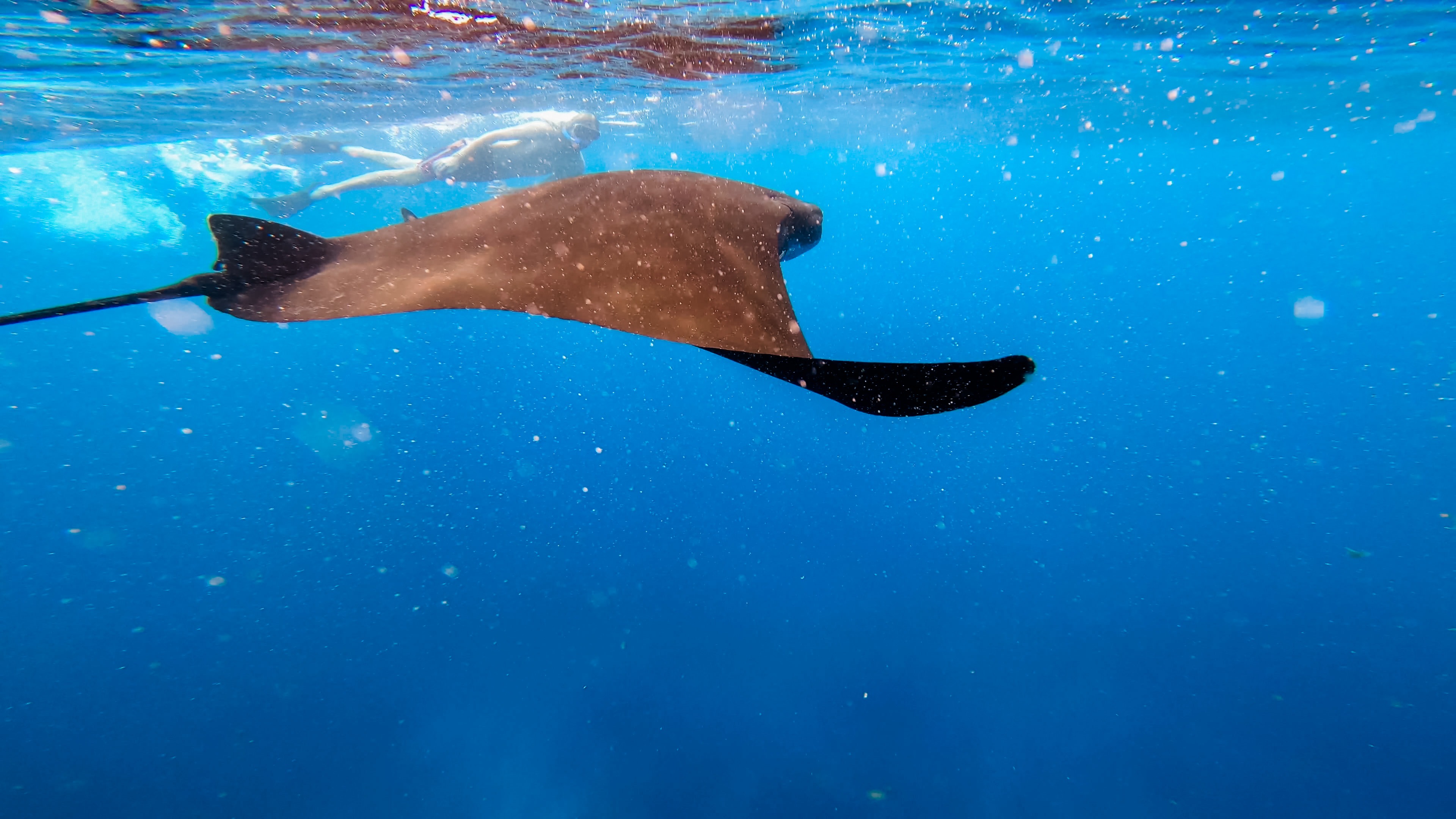 Manta ray seen Snorkeling Nusa Penida Manta Point