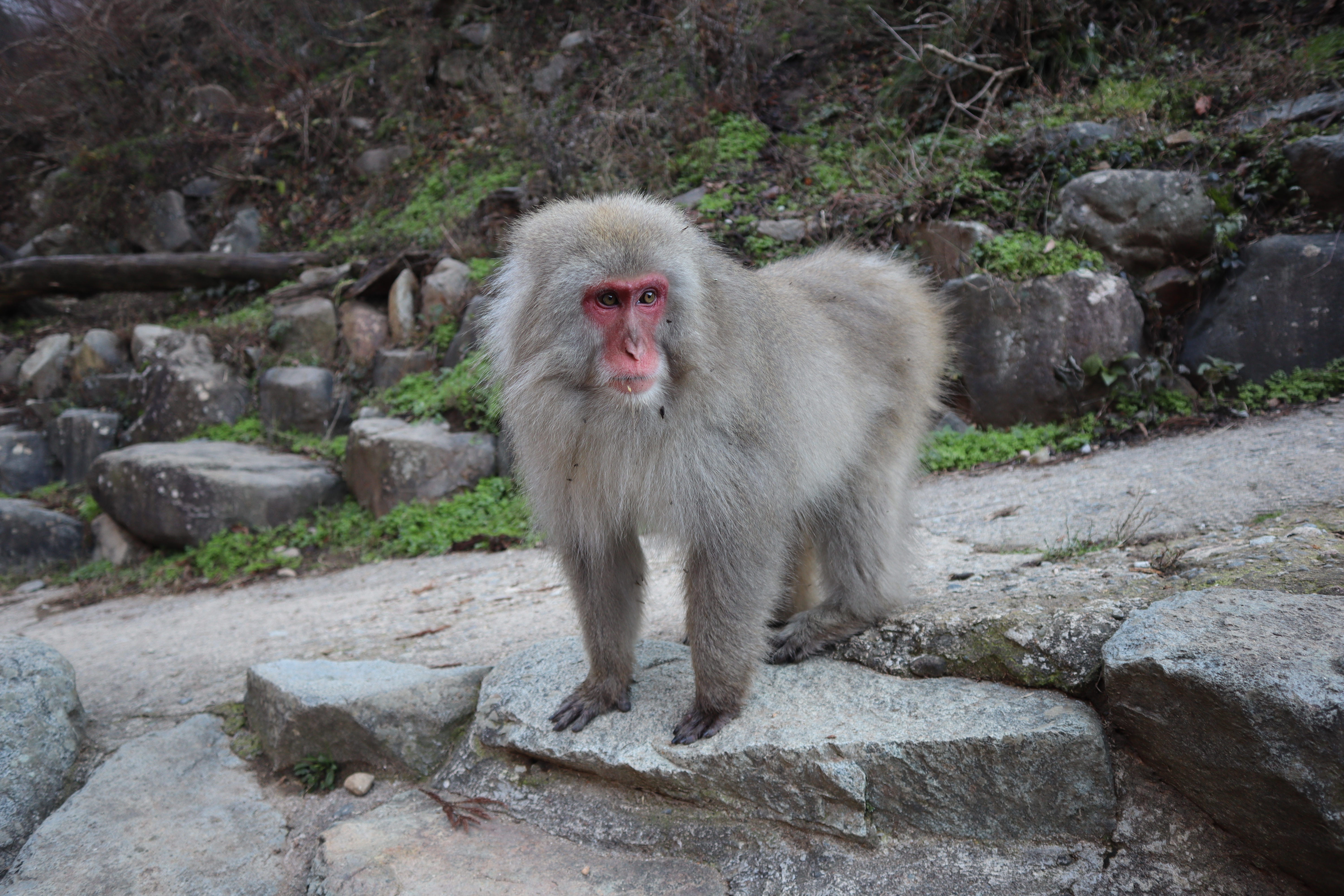 snow monkeys nagano japan itinerary 10 days