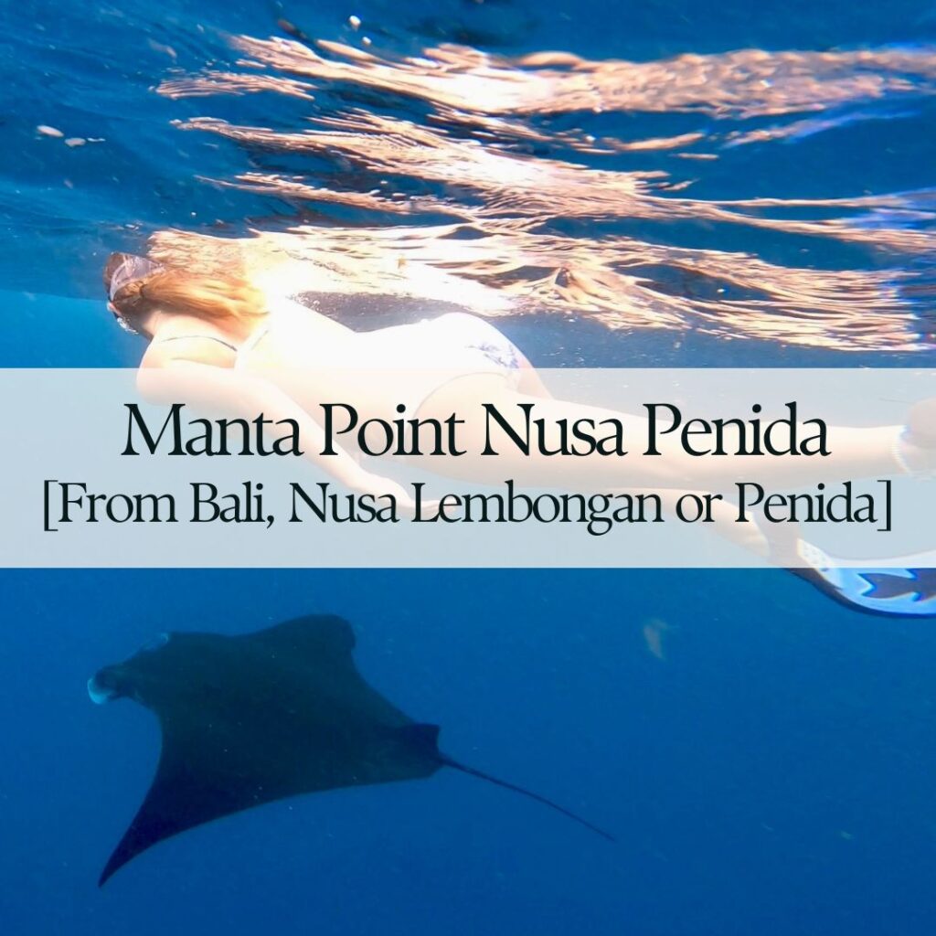 Snorkeling Manta Point at Nusa Pendia from Bali, Nusa Lembongan or from Nusa Penida