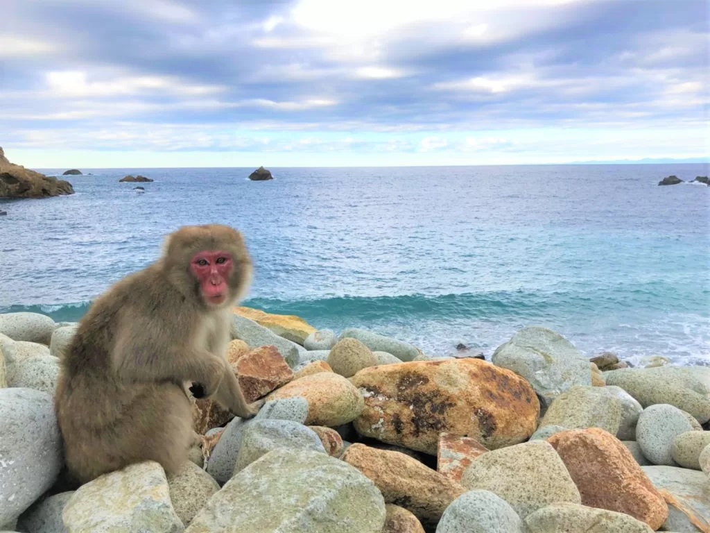 Hagachizaki Monkey Bay 5 day Japan Campervan itinerary