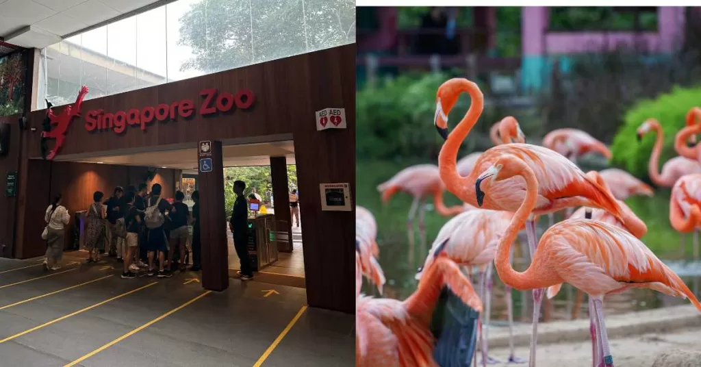 Singapore Zoo is a must on your Singapore itinerary