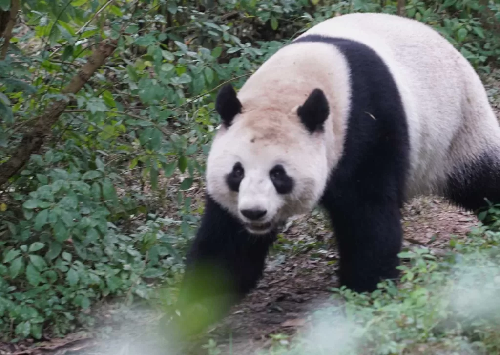 Panda at the Chengdu Panda Base