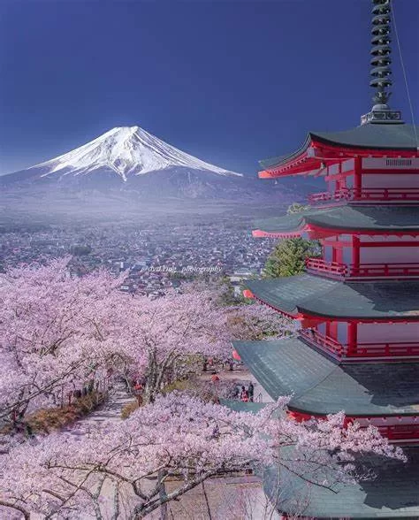 Japan Cherry Blossom at the Chureito Pagoda