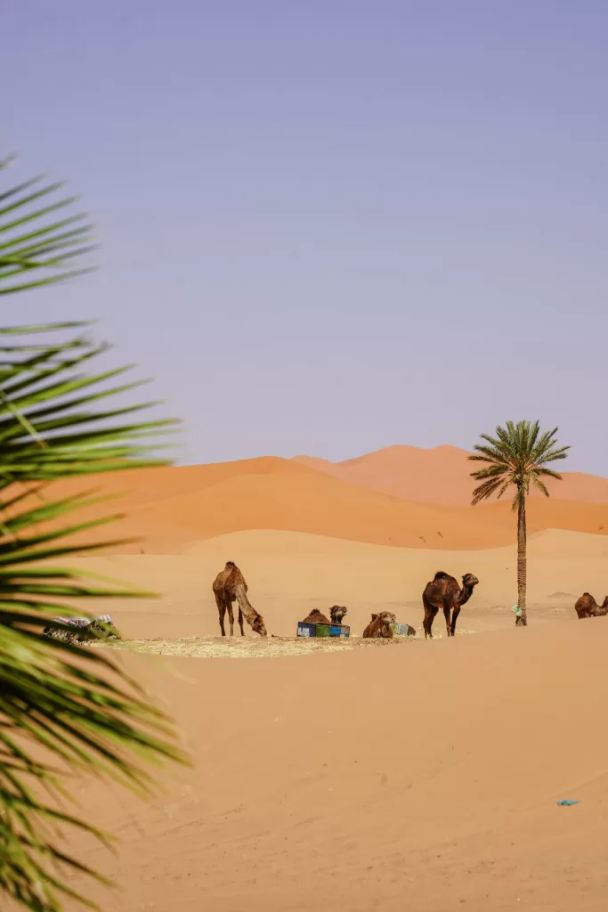 Kanz Erremal (Hotel Desert Morocco) Merzouga