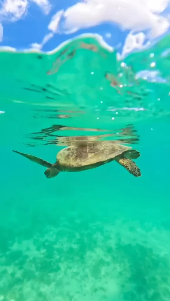 Snorkelling with turtles at at Shigira Beach Miyakojima
