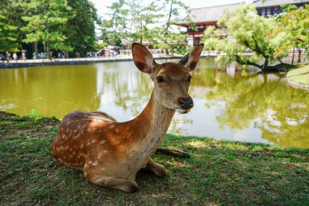 Todai-ji Temple in Nara Osaka